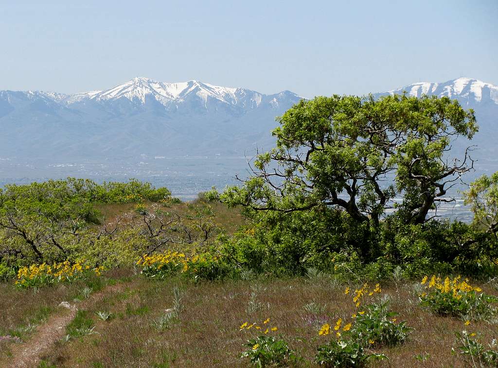 Oquirrh Mountains from Twin Peaks Trail