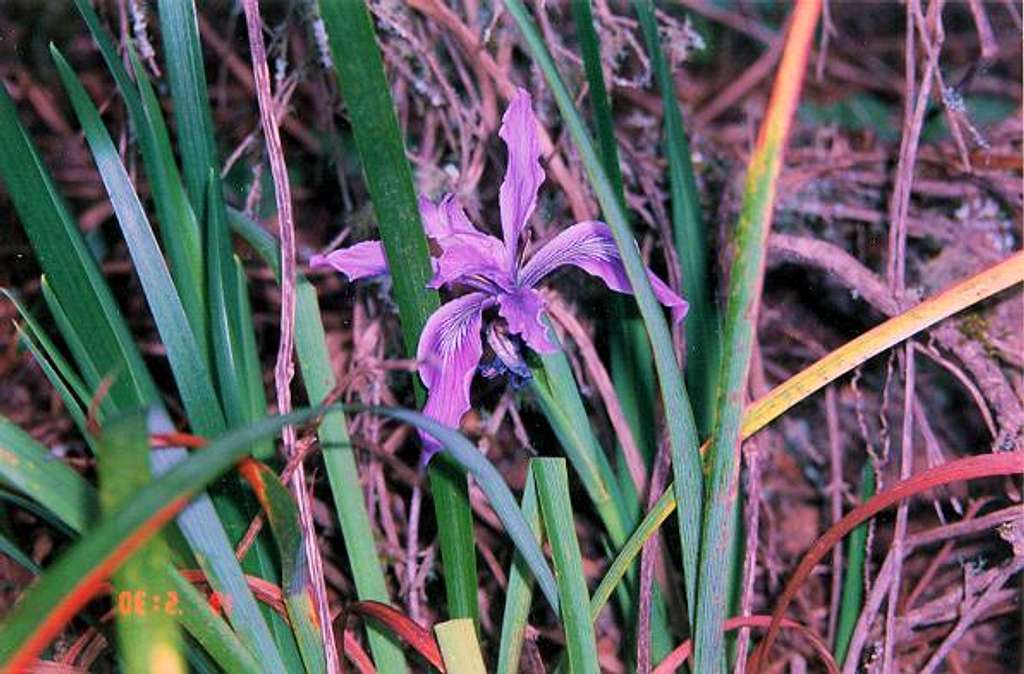 Pretty wild iris flower...