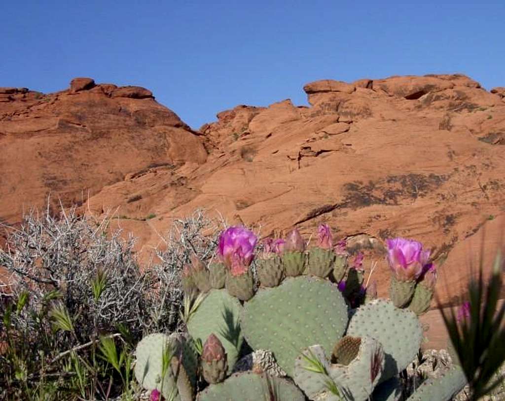 Spring in the Calico Hills