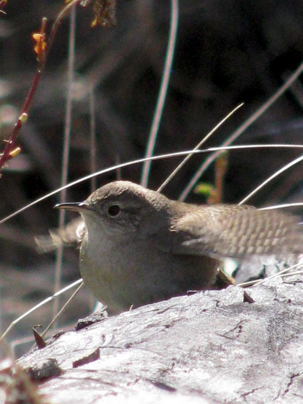 Wren - trying to impress a female