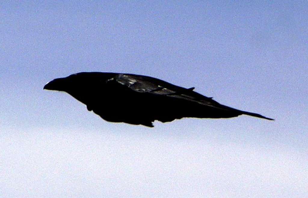 Common Raven flying over Peñalara
