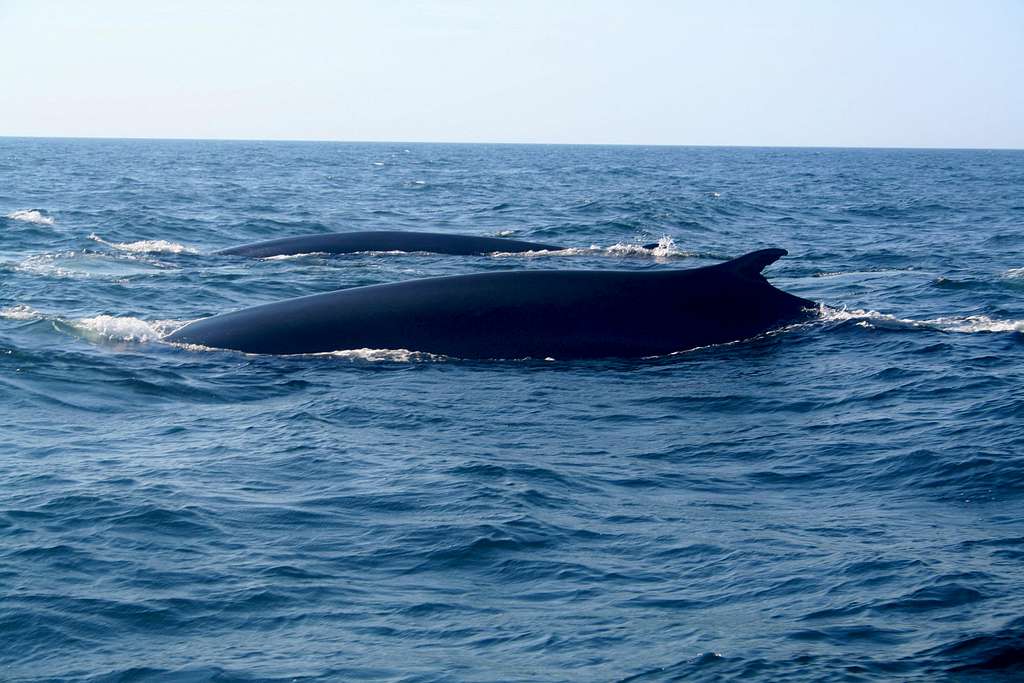 Finback Whales