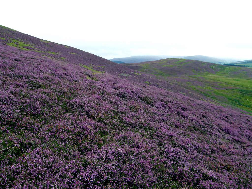 Colourful Heathers on Broad Law