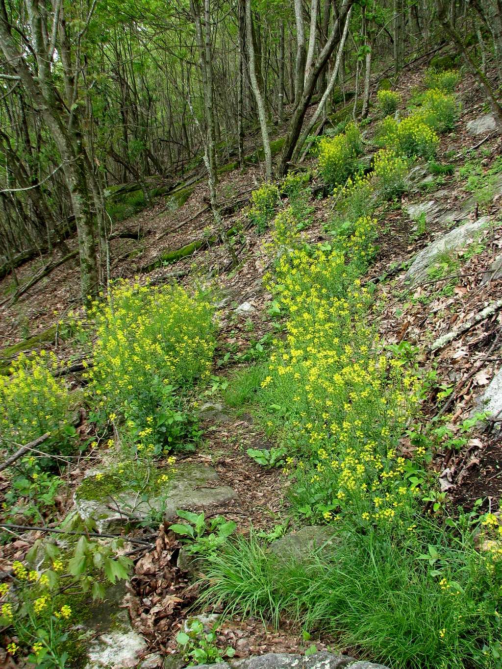 Yellow Flowers.