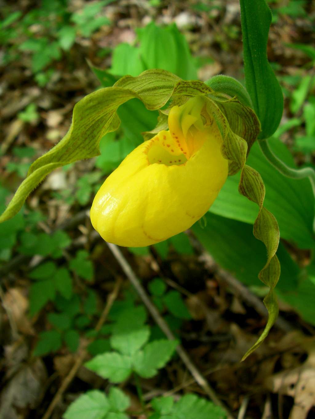 Large yellow ladyslipper