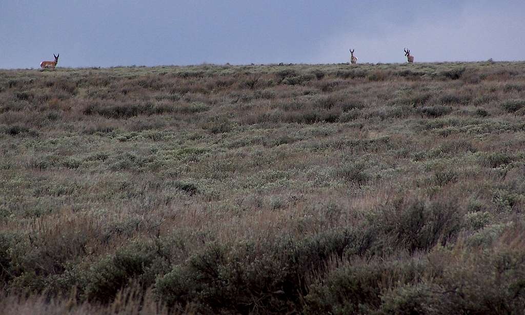 Antelope under a dreary sky