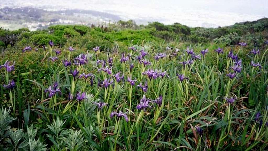 Amazing glades of wild irises...