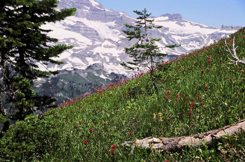 Tatoosh Scenery