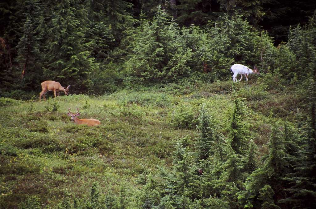 Albino Deer and Friends