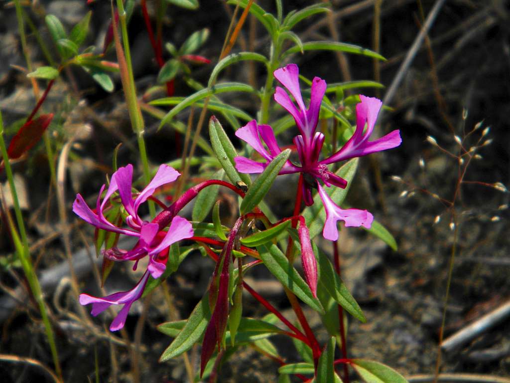 Red Ribbons (Clarkia concinna)