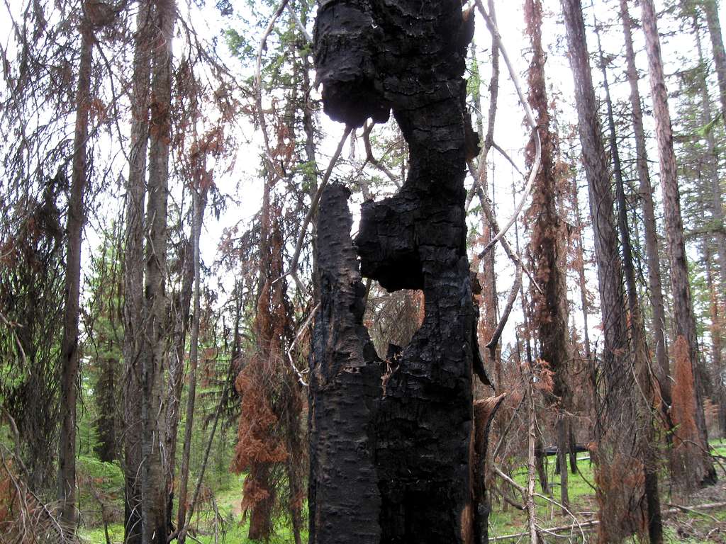 Burned Tree