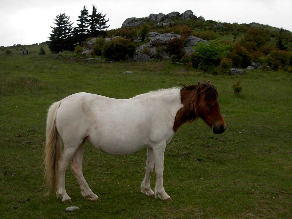 Wild Pony Along Mount Rogers Route