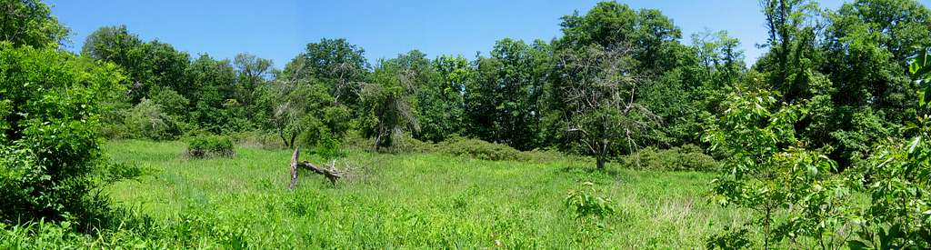 Abandoned Orchard