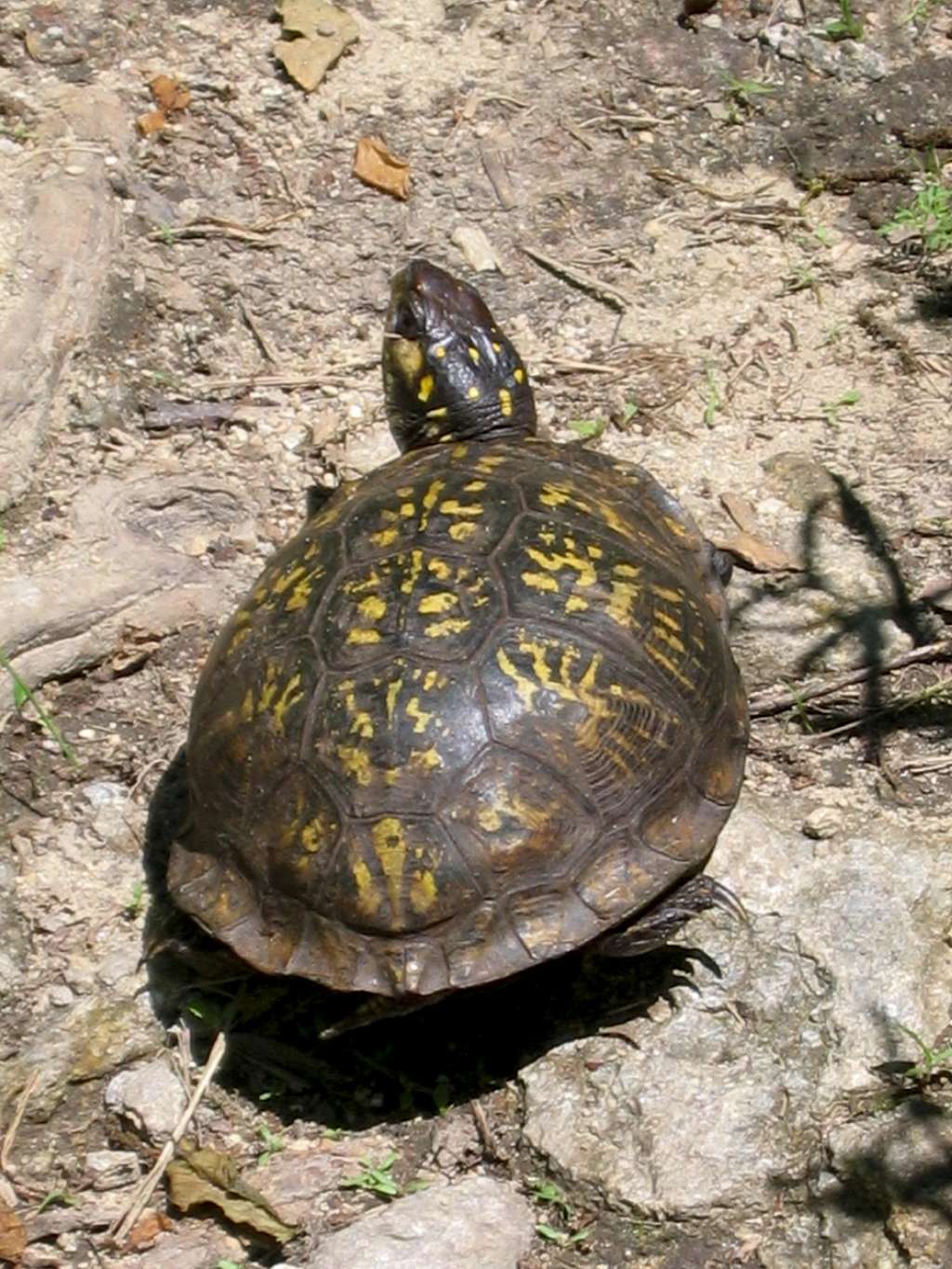 Box tortoise