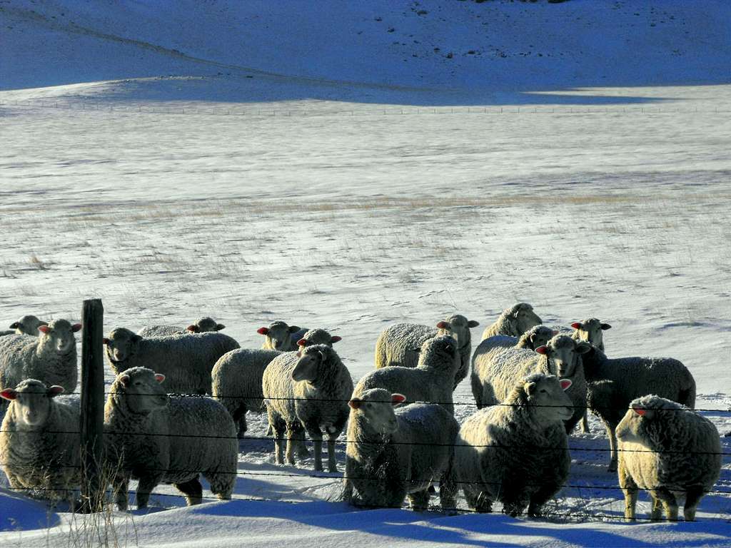 Hutterite Sheep