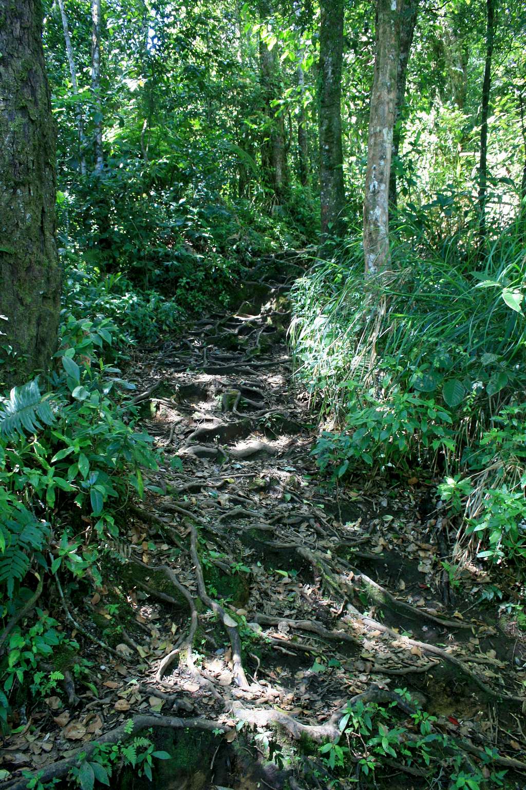A good section of the path on the lower slopes of Gunung Sinabng