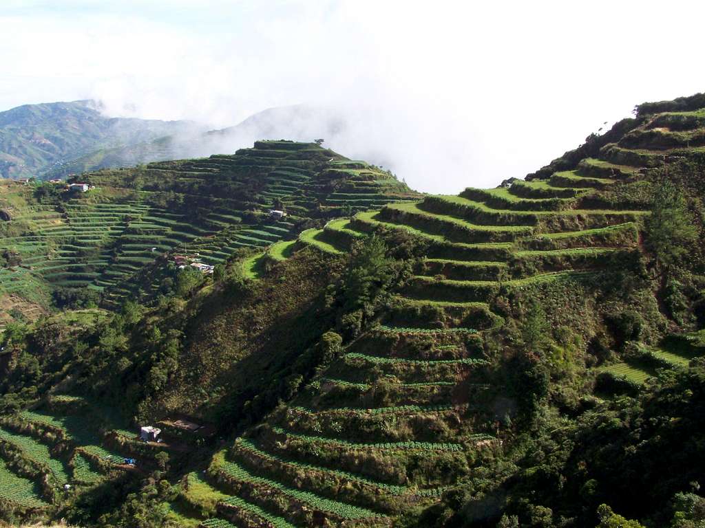 Cabbage terraces on Mt. Singakalsa