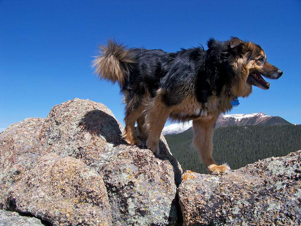 Stimpy at the Summit of Mount Big Chief