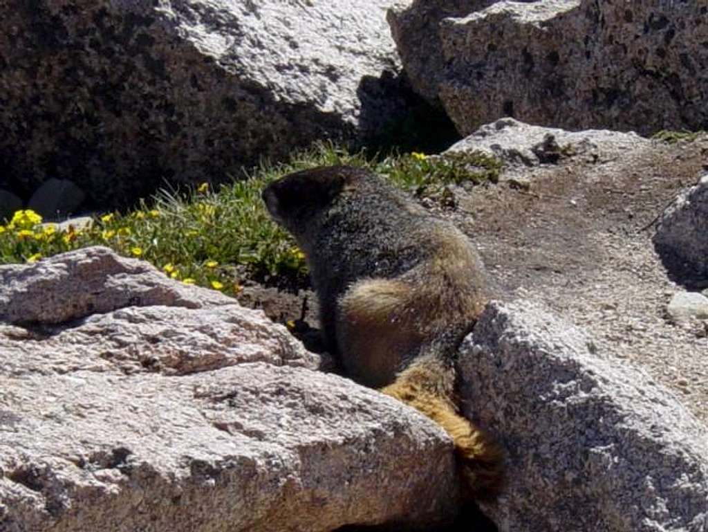 A marmot on the way from...