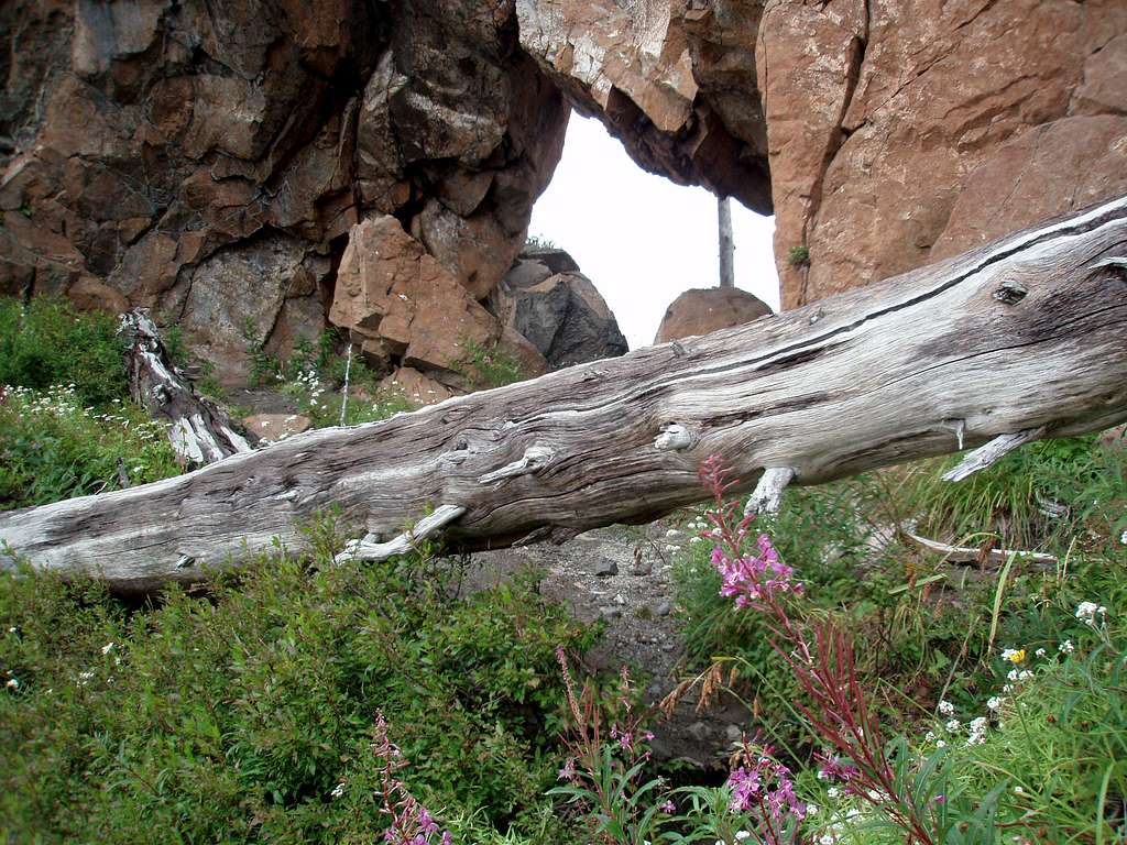 Rock arch and flower