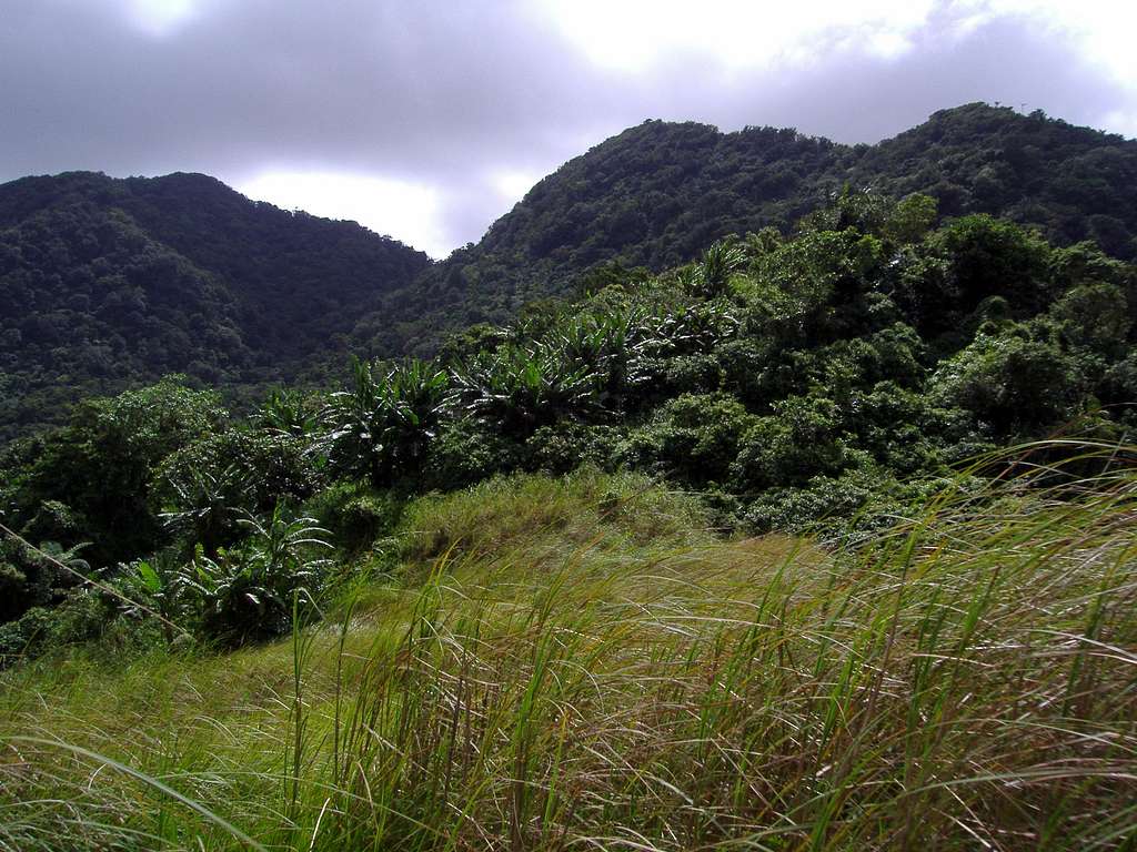 The grassland of Mt. Malipunyo