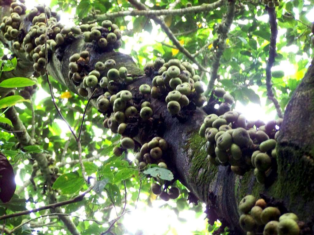 Tree with fruits - Mt. Malipunyo