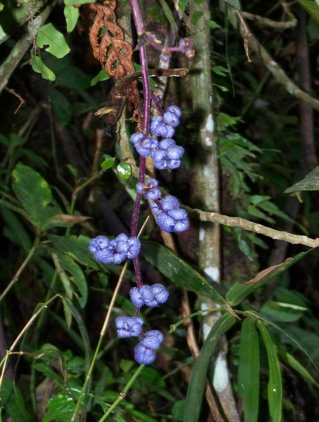 Flora on Mt. Malipunyo