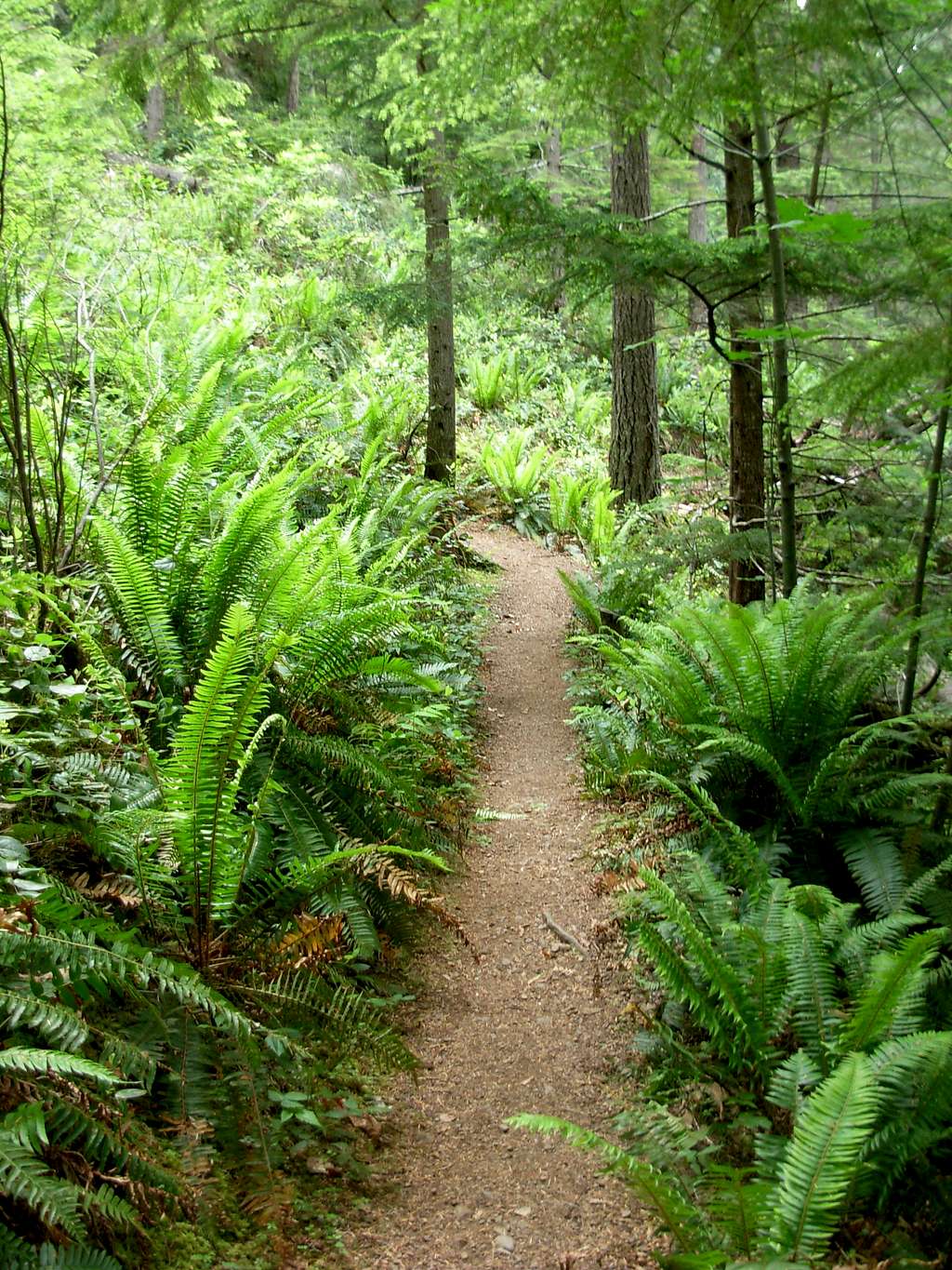 Mount Walker Trail