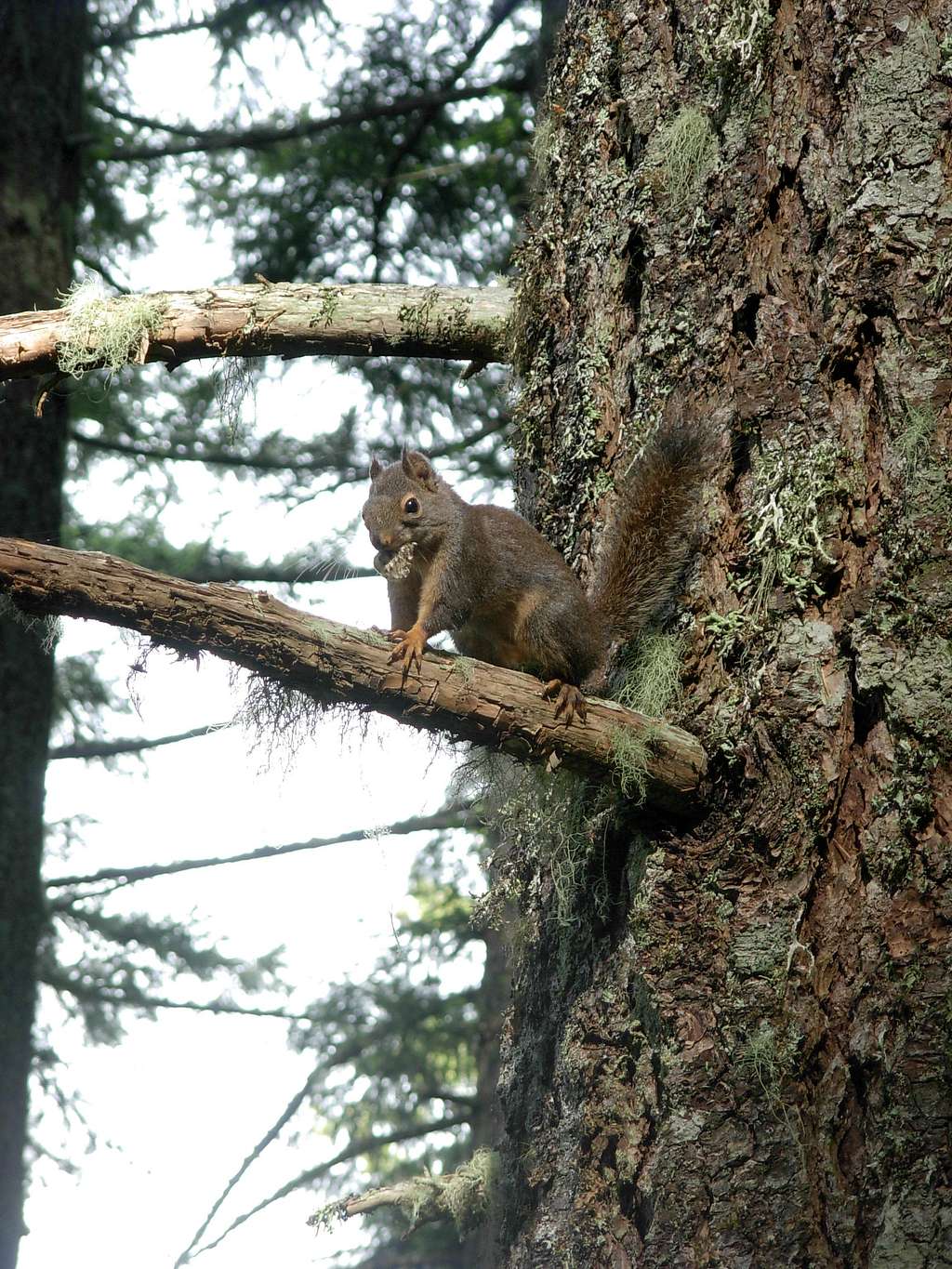 Squirrel On Mount Walker