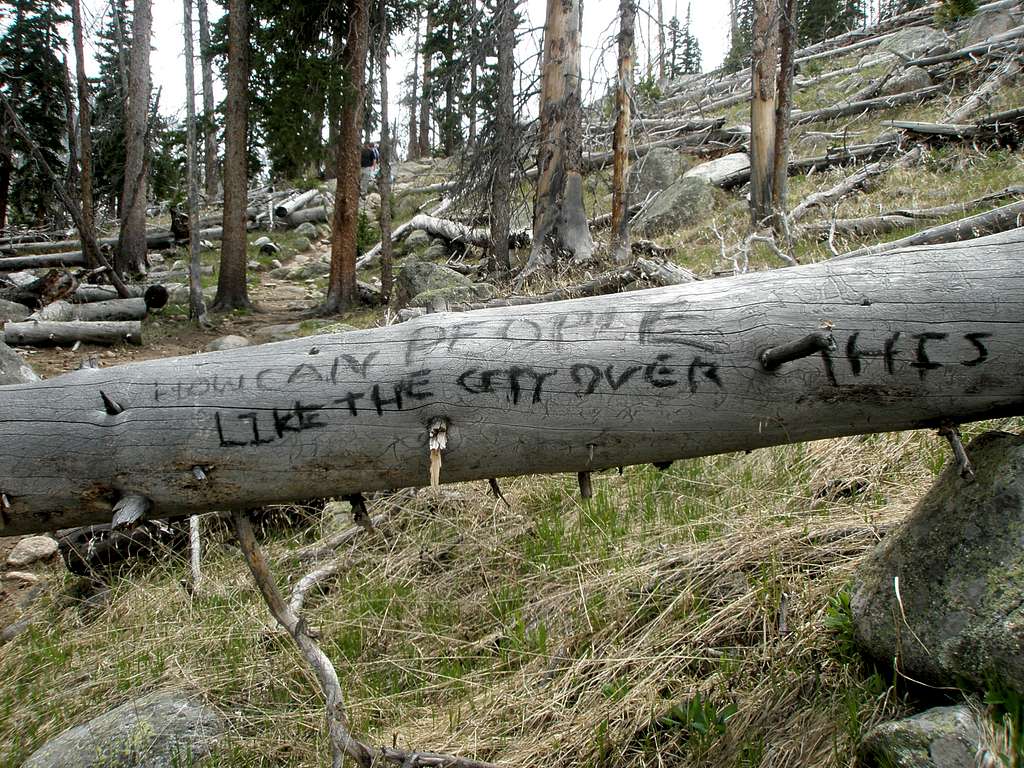 Graffiti on a Log