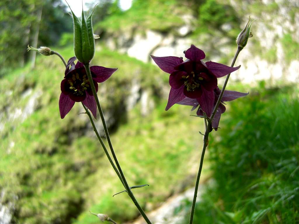 Ammergau Alps - Vorderer Felderkopf