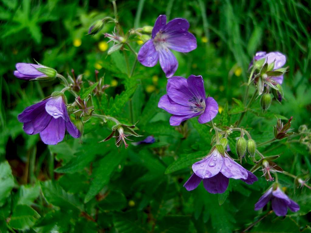 Geranium sylvaticum