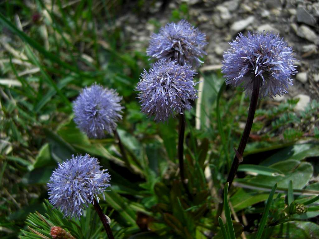 Globularia cordifolia