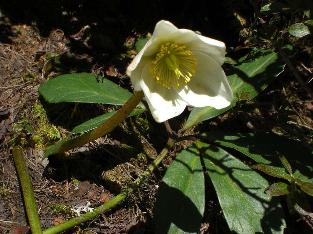 Helleborus niger