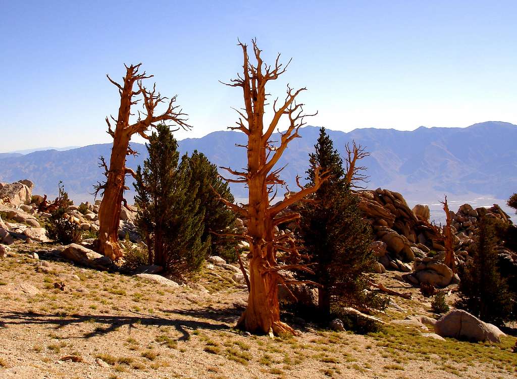 Foxtail Pines are closely related to Bristlecone Pines
