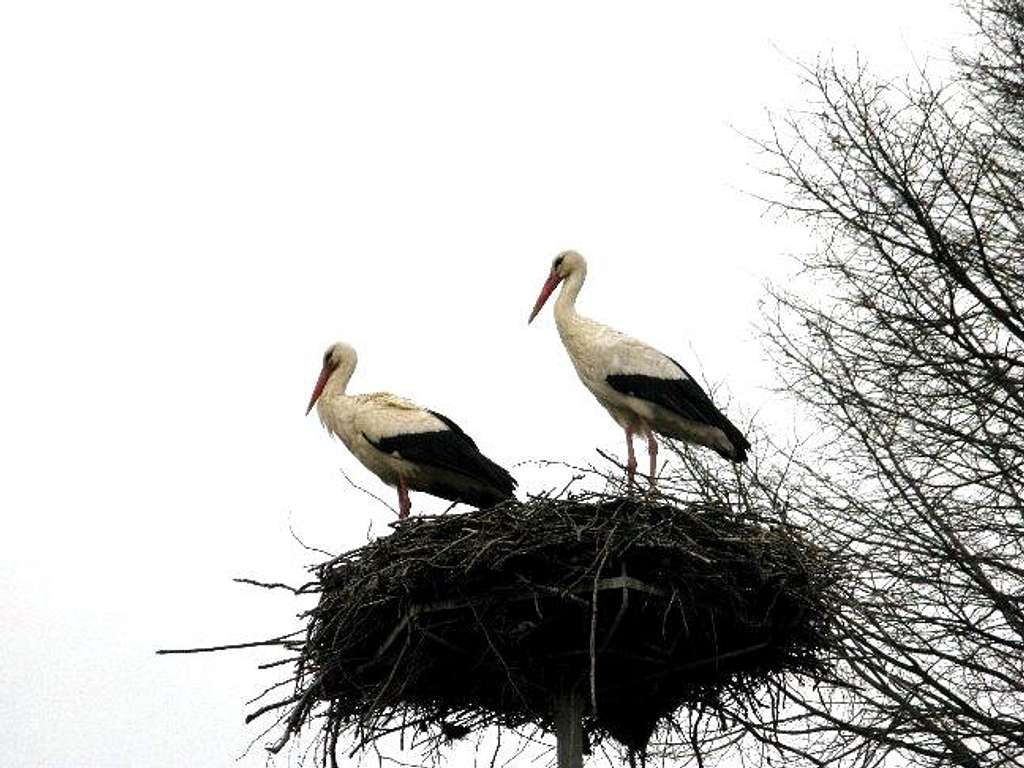 Storks have returned to their nest