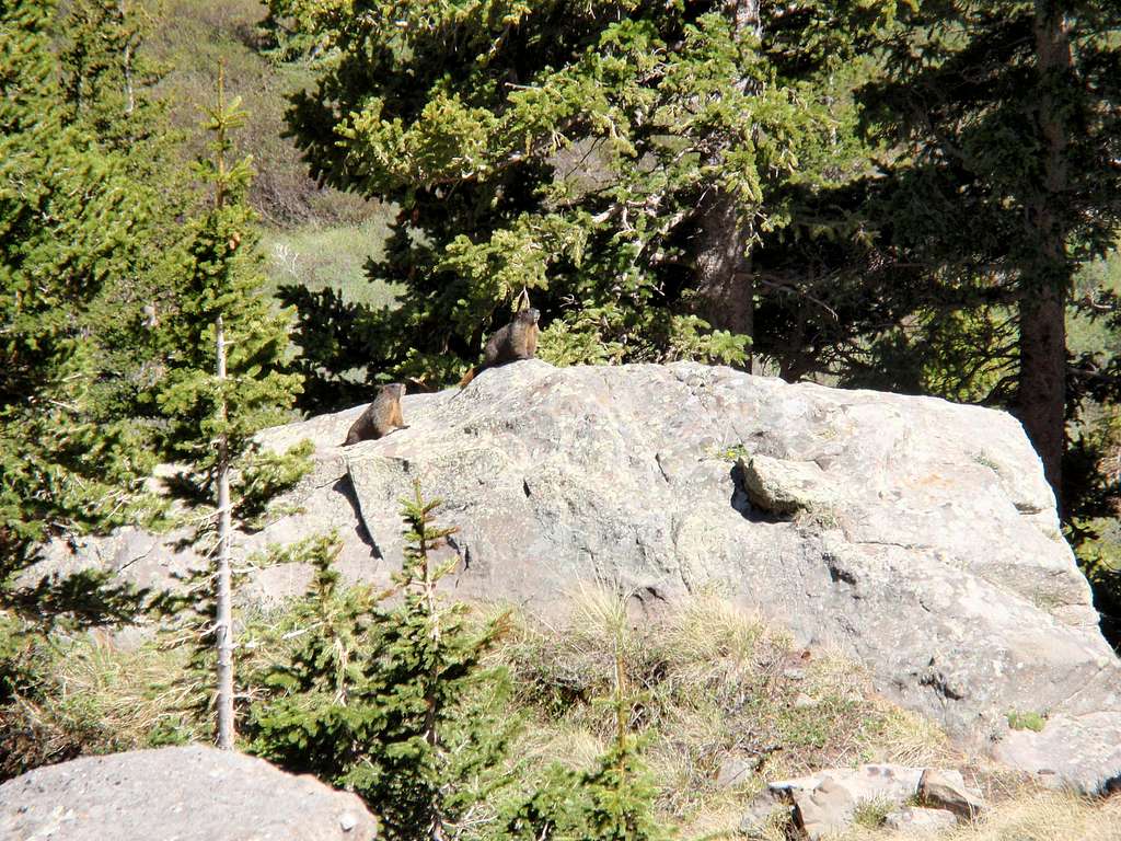 Marmots on Guard