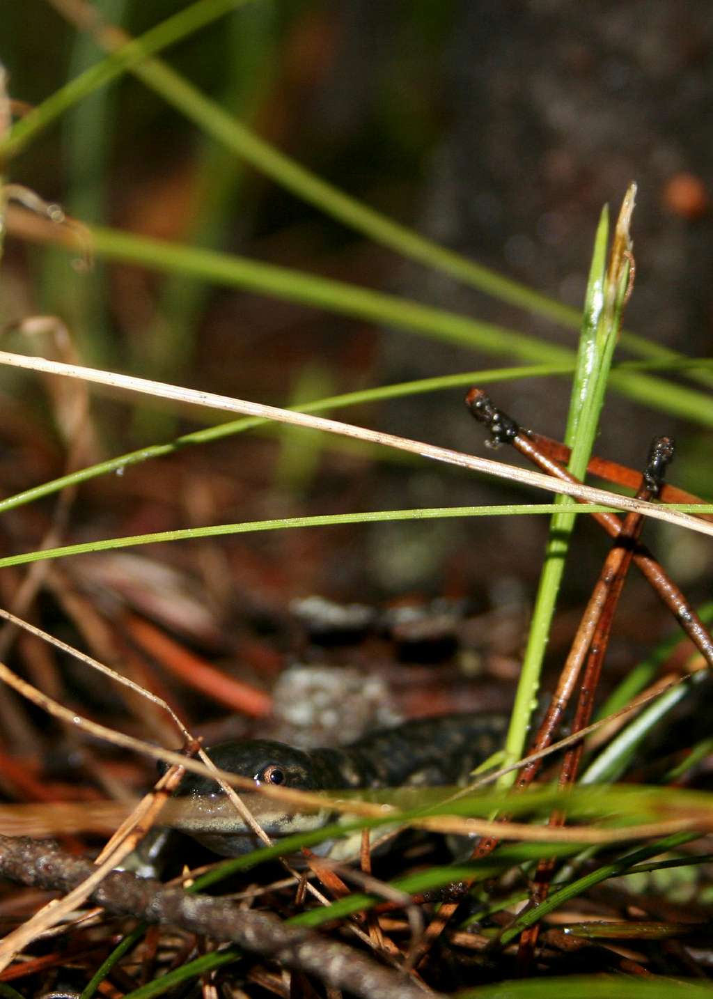 Tiger Salamander Trying Not to be Seen