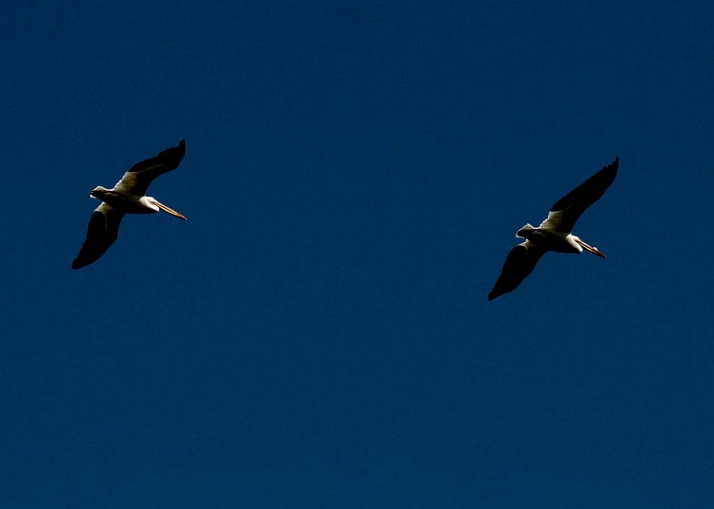 White Pelicans in Flight