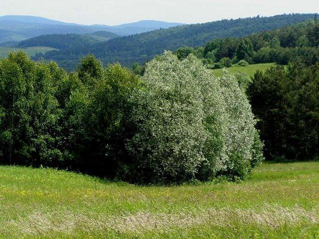 Trees on the slope of Mount Kamiennik