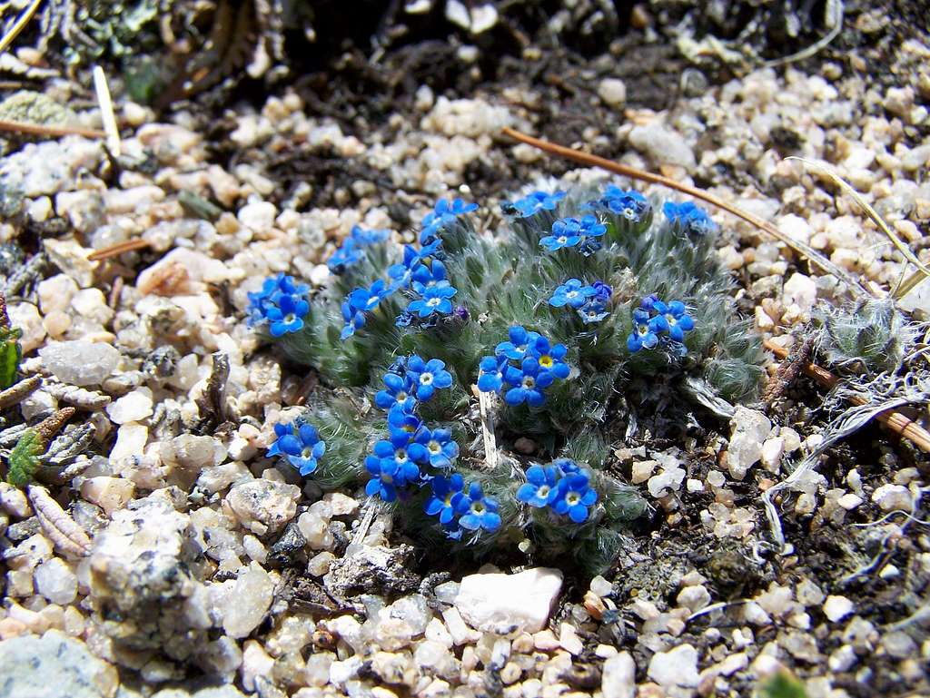 Rocky Mountain Forget-Me-Nots