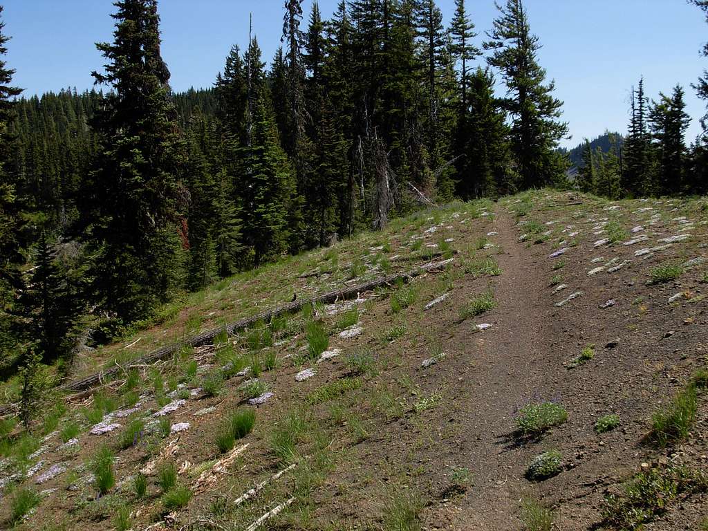 Sasse Mountain Trail