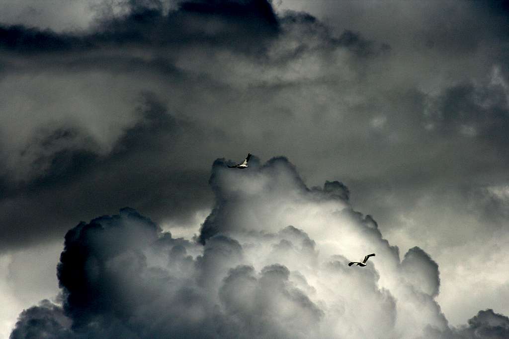 Pelicans and Clouds