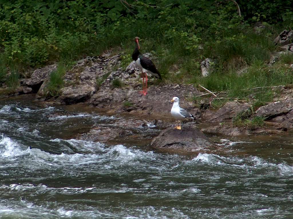 Black Stork of the Dunajec