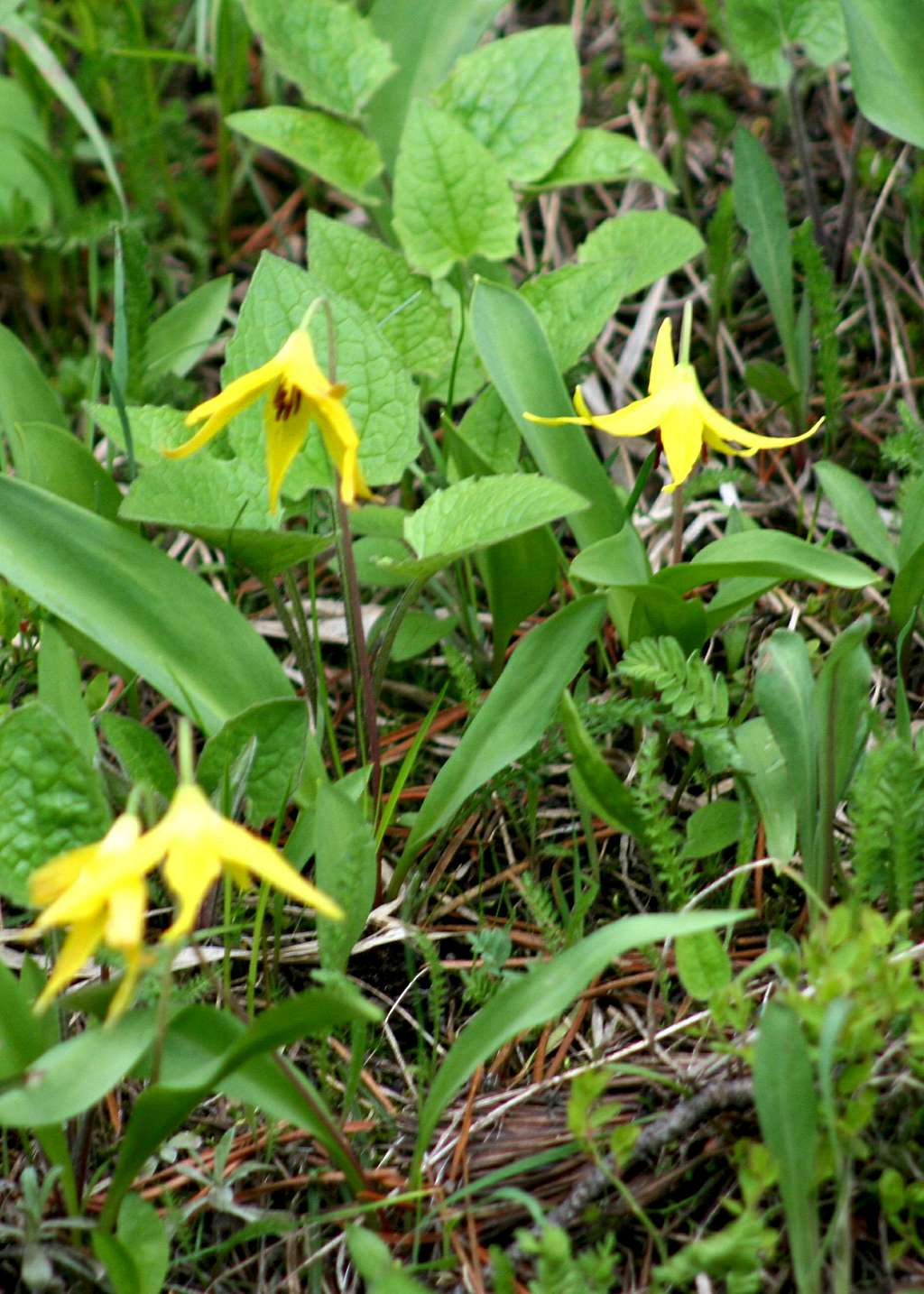 Glacier Lilies in Yellowstone