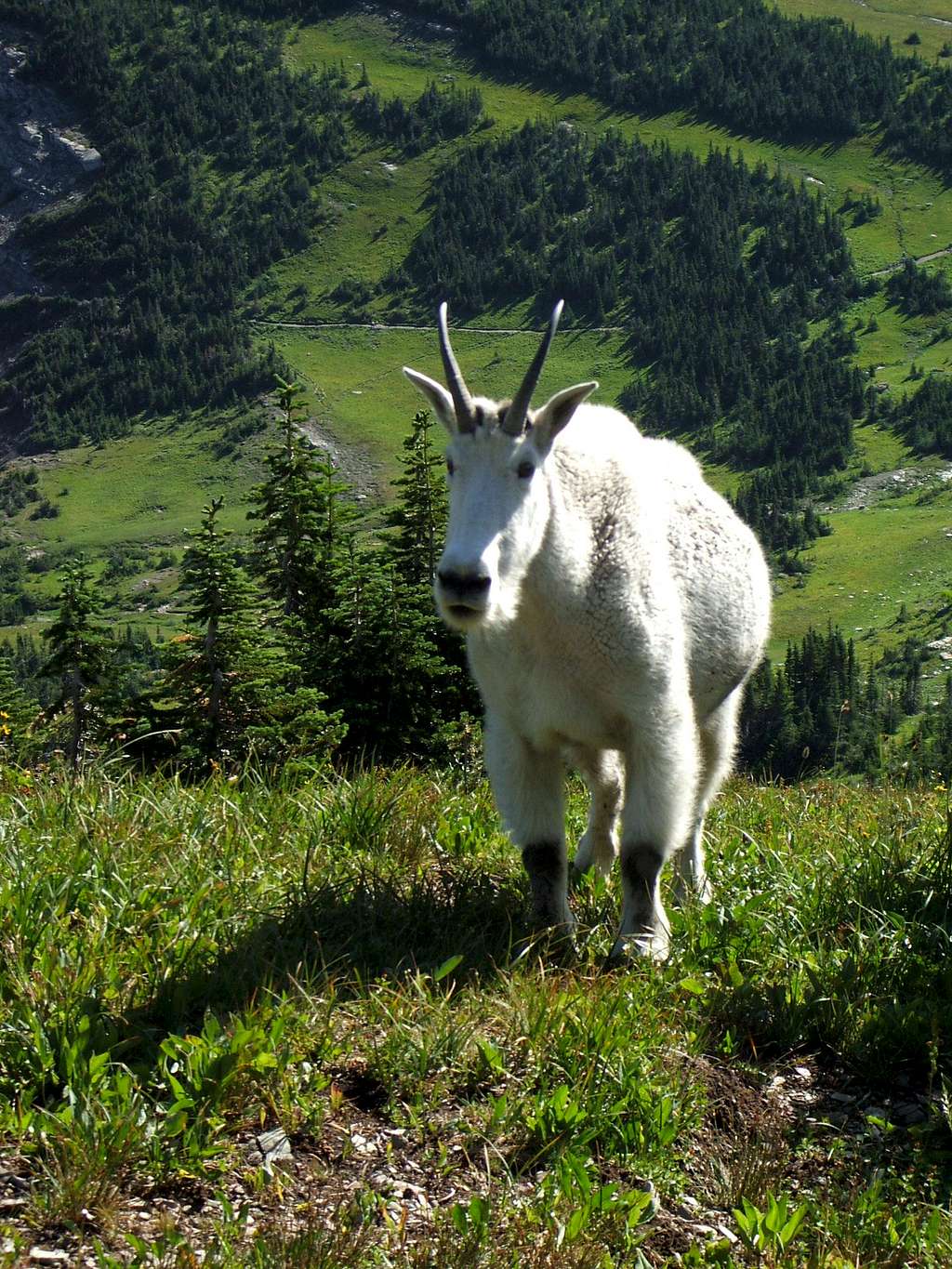Logan Pass Goat