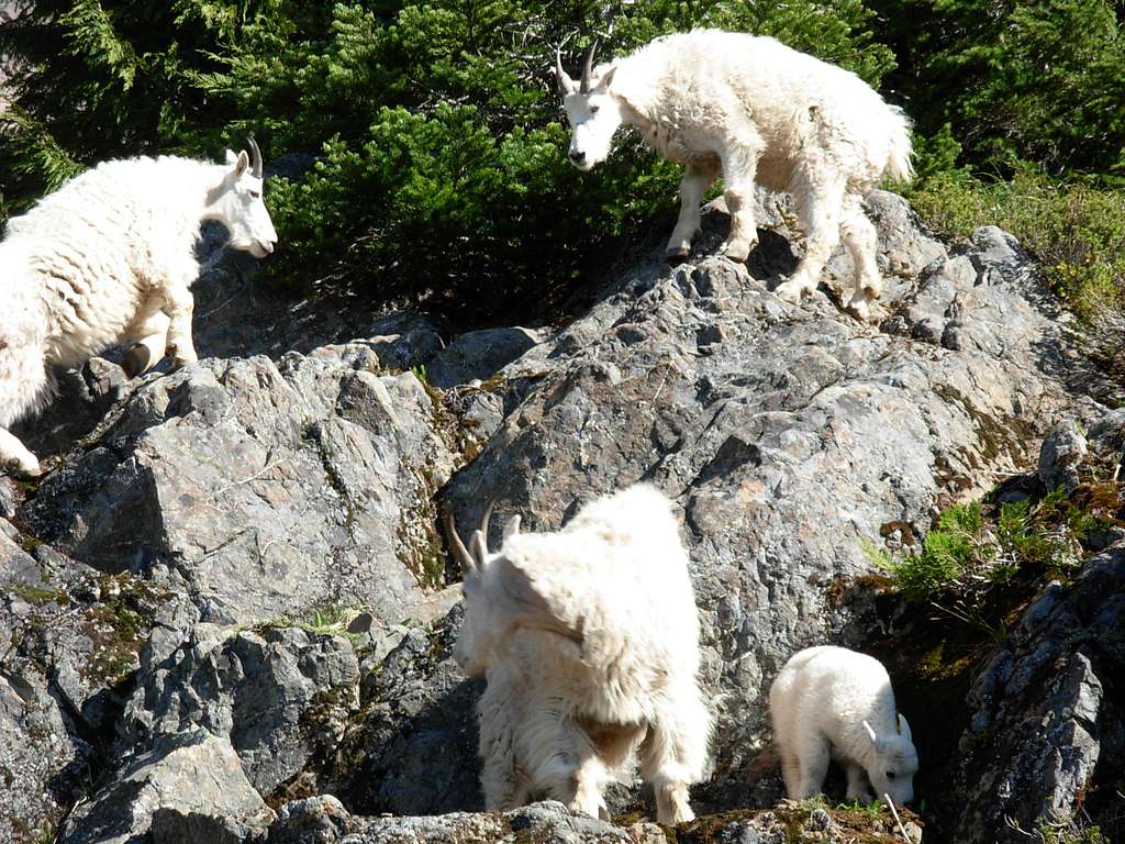 Mountain Goats On Mount Ellinor