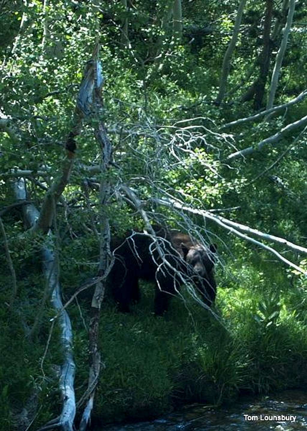 Bear along the Eagle Creek Trail