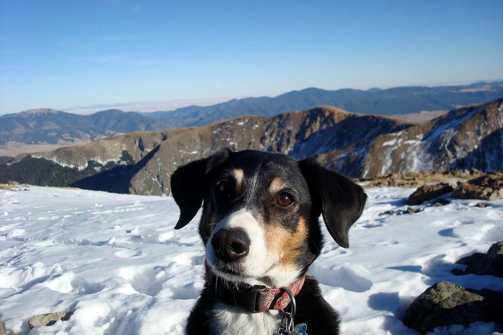 Duchess on top of Wheeler peak