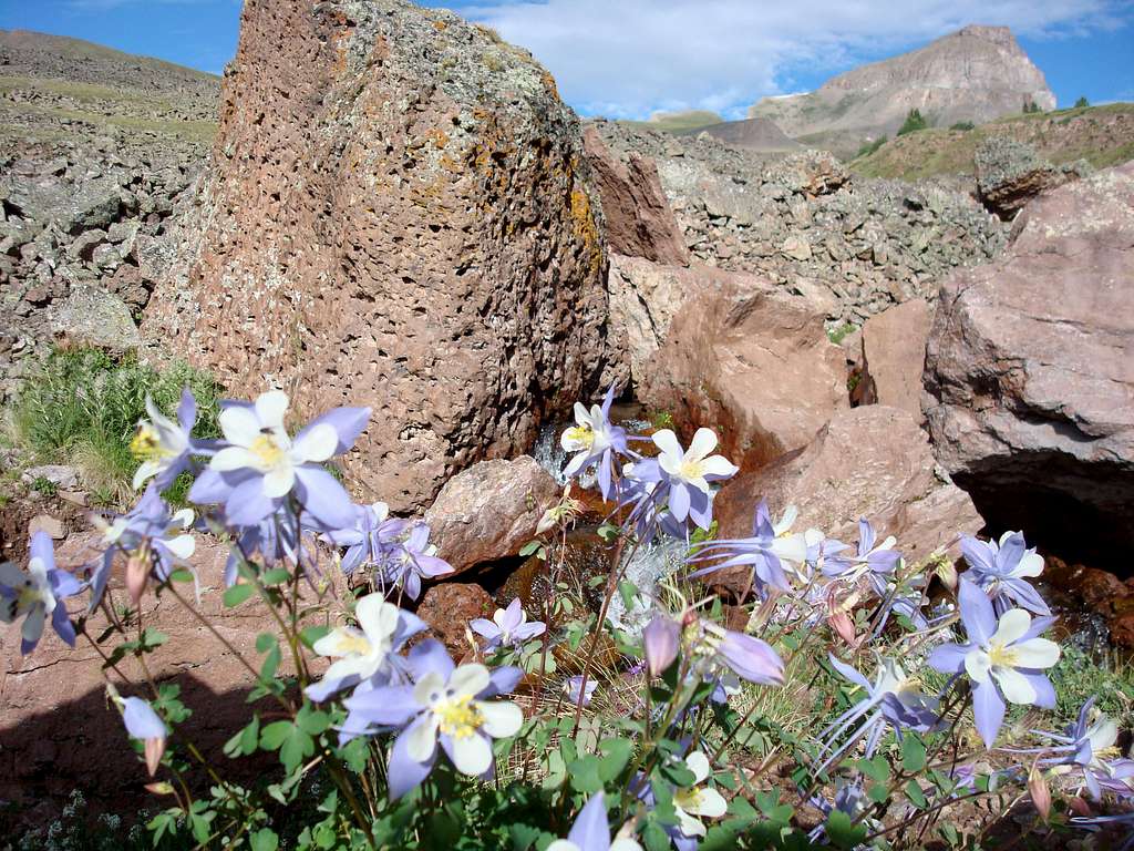 Rocky mountain columbine with Uncompaghre peak in the background